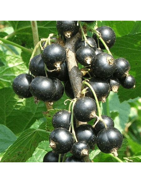 Cassissier Ben Nevis