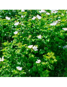 Rosier rugueux blanc - Rosa Rugosa Alba 2
