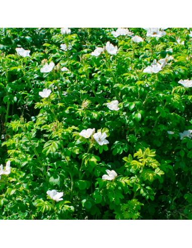 Rosier rugueux blanc