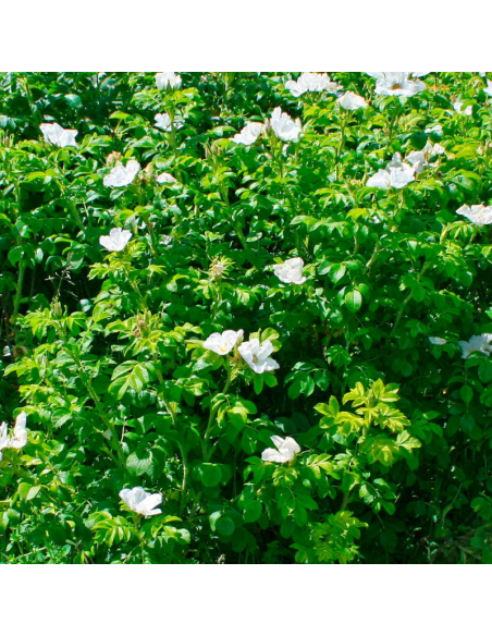 Rosier rugueux blanc - Rosa Rugosa Alba
