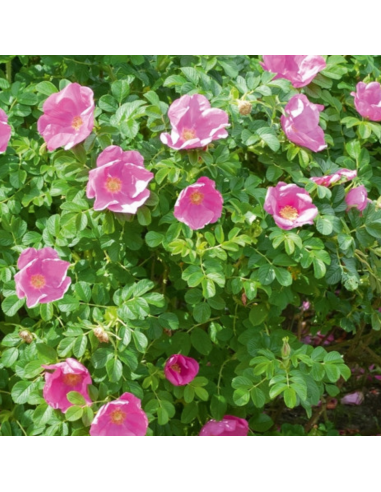 Rosier rugueux rose - Rosa Rugosa Rosea