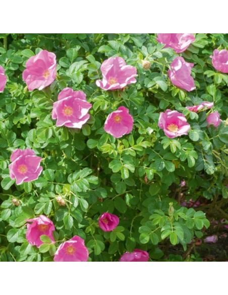 Rosier rugueux rose - Rosa Rugosa Rosea