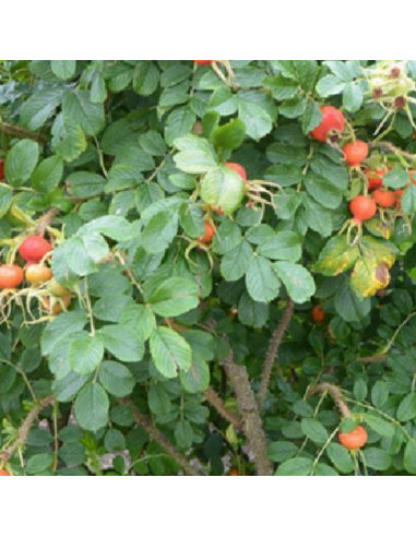 Rosier rugueux rouge - Rosa Rugosa Rubra