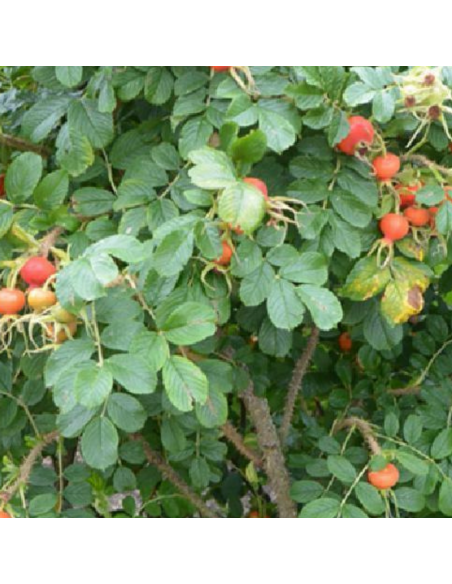 Rosier rugueux rouge - Rosa Rugosa Rubra