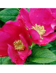 Rosier rugueux rouge - Rosa Rugosa Rubra 2