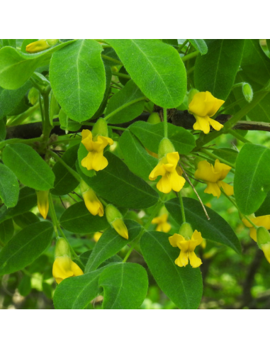 Acacia jaune