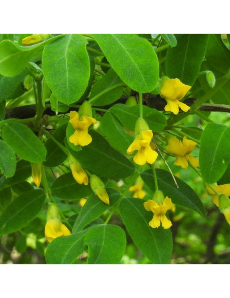 Acacia jaune