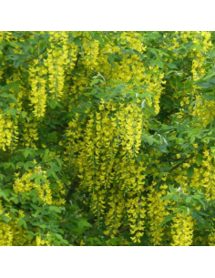Acacia jaune - Caragana Arborescens 2