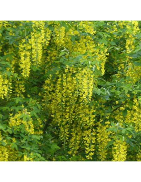 Acacia jaune