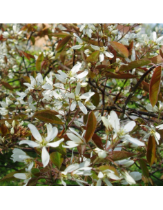 Amelanchier de Lamarck - Amelanchier Lamarckii 2