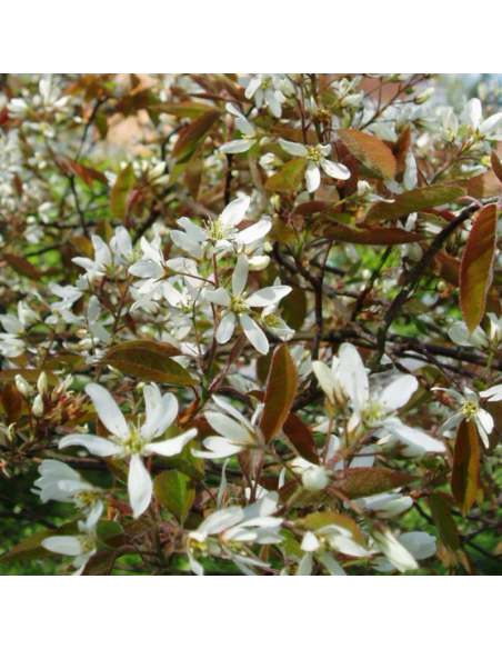 Amelanchier de Lamarck - Amelanchier Lamarckii