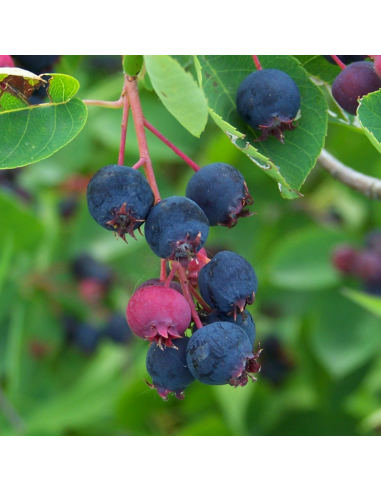 Amelanchier de Lamarck - Amelanchier Lamarckii