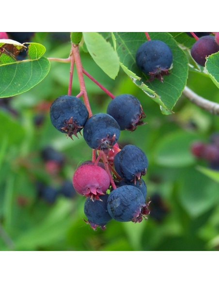 Amelanchier de Lamarck - Amelanchier Lamarckii