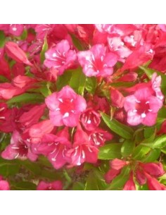 Weigelia "Bristol ruby"