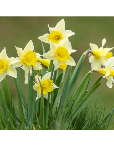 Narcisse - Narcissus pseudonarcissus lobularis