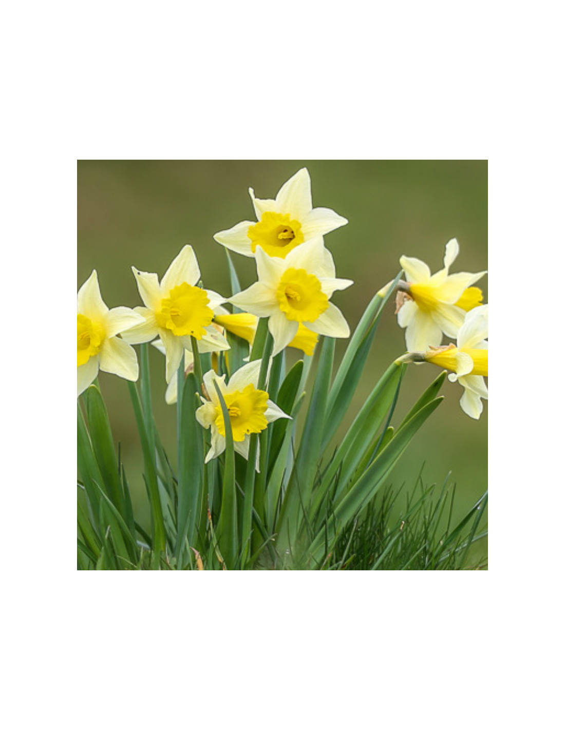 Narcisse - Narcissus pseudonarcissus lobularis