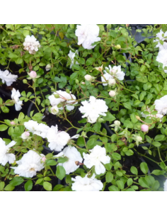 Rosier couvre sols white fairy