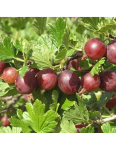 Groseiller maquereaux Captivator