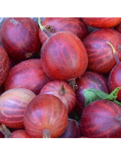 Groseiller maquereaux Captivator 2