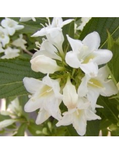 Weigelia "Candida"