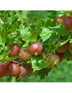 Groseiller maquereaux - Ribes Uva Crispa 2