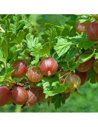 Groseiller maquereaux - Ribes Uva Crispa