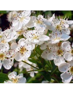 Aubépine épine blanche - Crataegus Monogyna 2