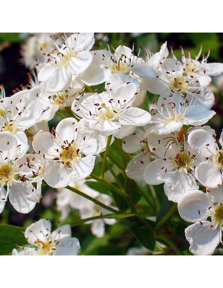 Aubépine épine blanche - Crataegus Monogyna