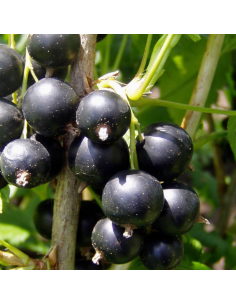 Cassissier - Ribes Nigrum