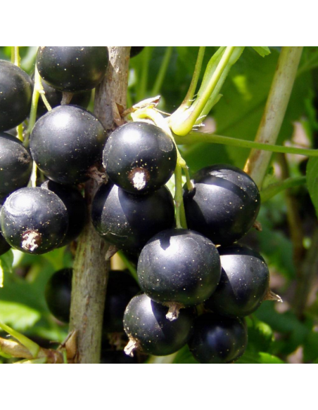 Cassissier - Ribes Nigrum