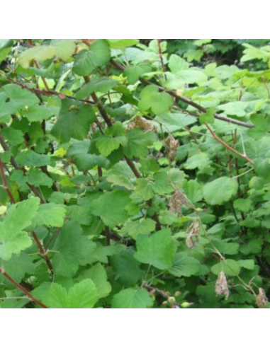 Cassissier - Ribes Nigrum