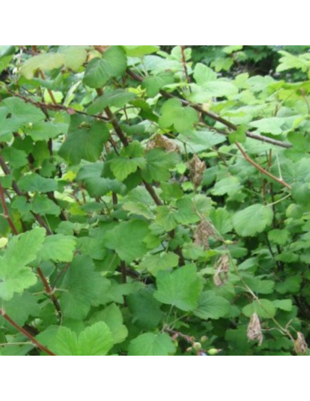 Cassissier - Ribes Nigrum
