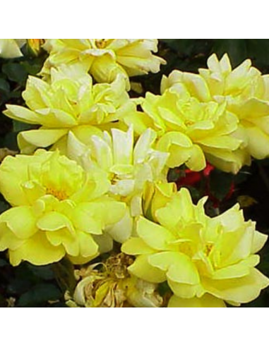 Rosier polyantha all gold - racines nues