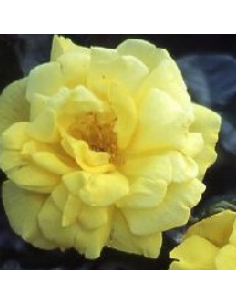 Rosier polyantha all gold - racines nues 2