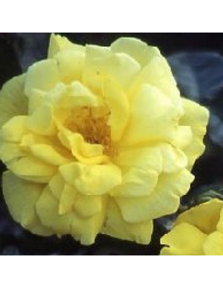 Rosier polyantha all gold - racines nues