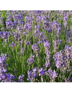 Semences bio Lavande vraie 2