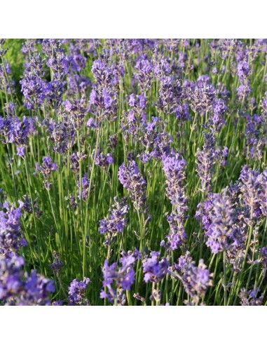 Lavande vraie