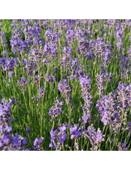 Lavande vraie