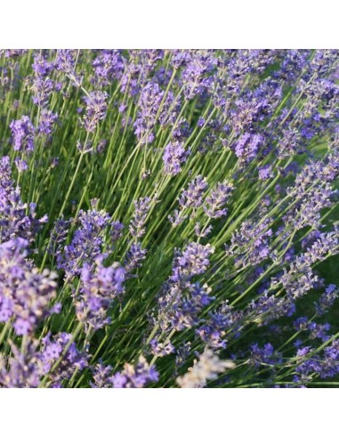 Lavande vraie