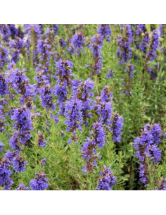 Hysope officinale 2