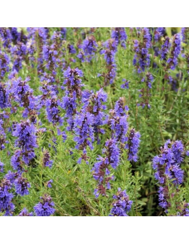 Hysope officinale