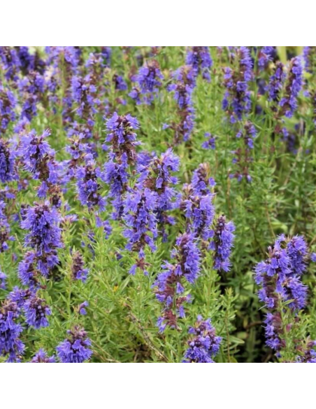 Hysope officinale