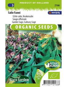 Semences bio Sauge officinale