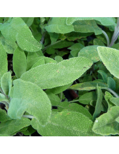 Semences bio Sauge officinale 2