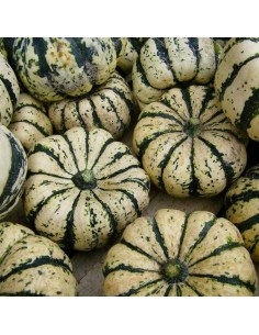 Semences bio Potiron Sweet Dumpling 2