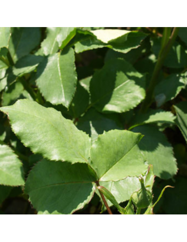 Rosier polyantha kimono - racines nues