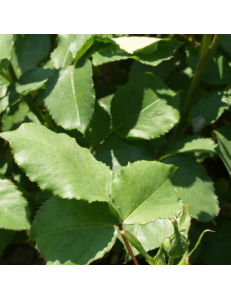 Rosier polyantha kimono - racines nues