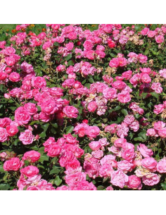 Rosier polyantha Melrose - racines nues 2