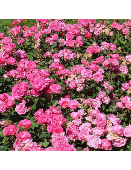 Rosier polyantha Melrose - racines nues