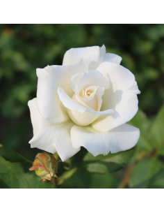 Rosier thé moderne Pascali - racines nues